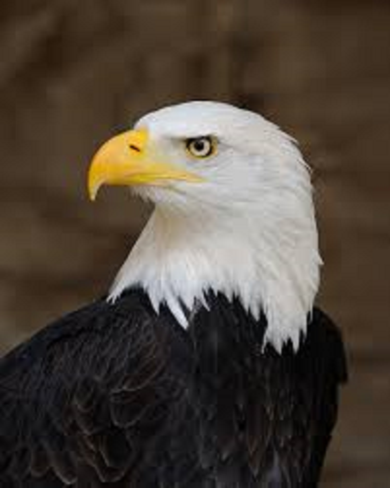 perched bald eagle